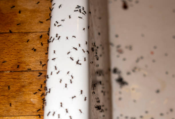 Best Residential Pest Control  in Hebron, OH
